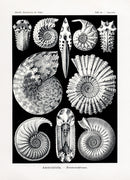 Ernst Haeckel Marine Life Shells Nautilus Shell - Panteek Antique Prints