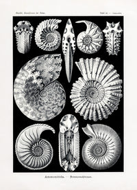 Ernst Haeckel Marine Life Shells Nautilus Shell - Panteek Antique Prints