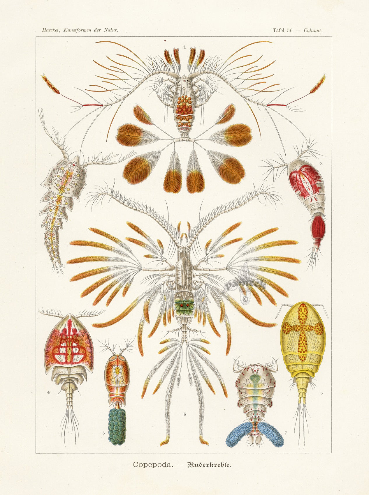 Ernst Haeckel Marine Life Shells Oar-feet