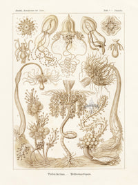 Ernst Haeckel Marine Life Shells Pink-hearted Hydroids - Panteek Antique Prints