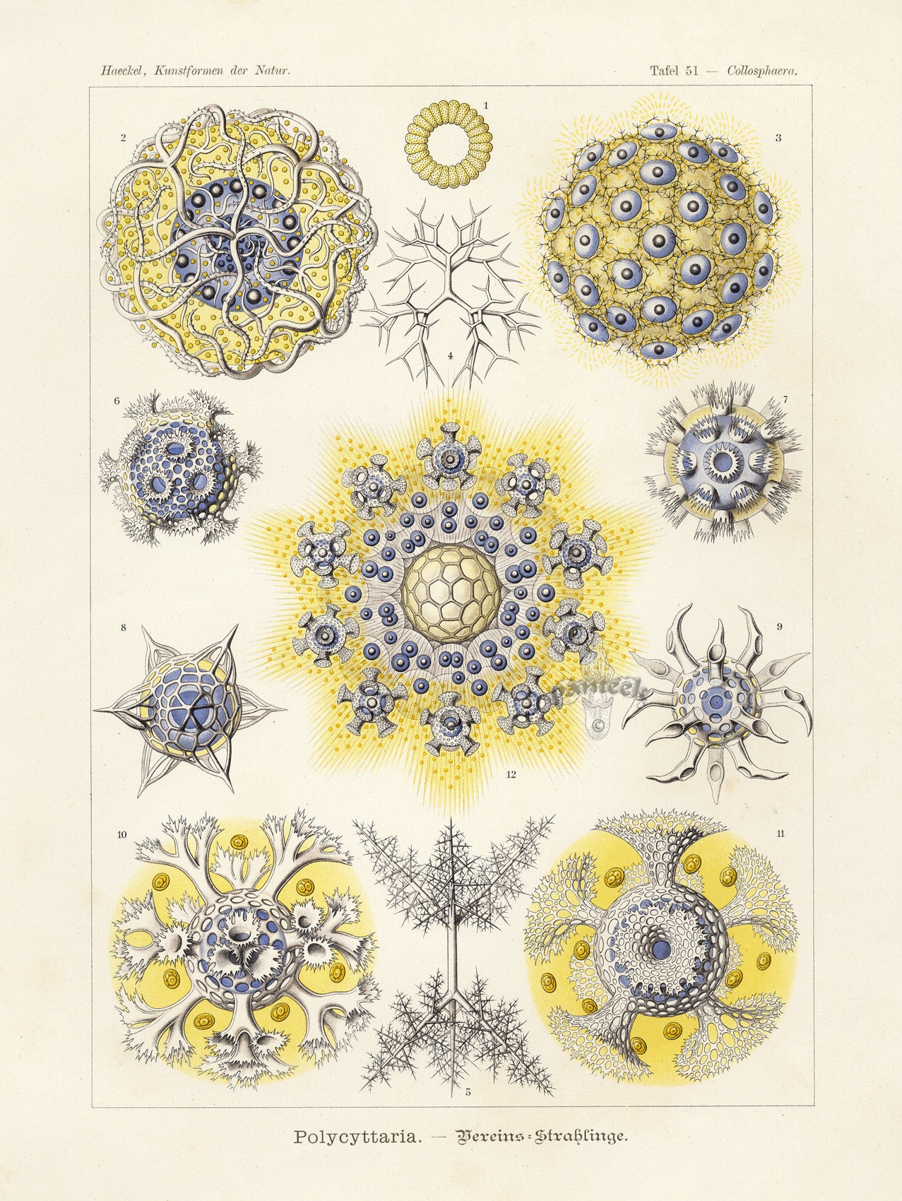 Ernst Haeckel Marine Life Shells Polycyttaria
