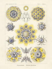 Ernst Haeckel Marine Life Shells Polycyttaria - Panteek Antique Prints