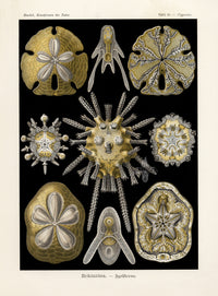 Ernst Haeckel Marine Life Shells Sand Dollar - Panteek Antique Prints