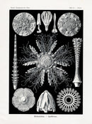 Ernst Haeckel Marine Life Shells Sea Urchins - Panteek Antique Prints
