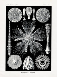 Ernst Haeckel Marine Life Shells Sea Urchins - Panteek Antique Prints