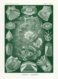 Ernst Haeckel Marine Life Shells Seahorse - Panteek Antique Prints