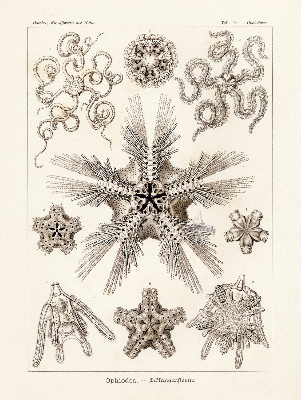 Ernst Haeckel Marine Life Shells Serpent Stars