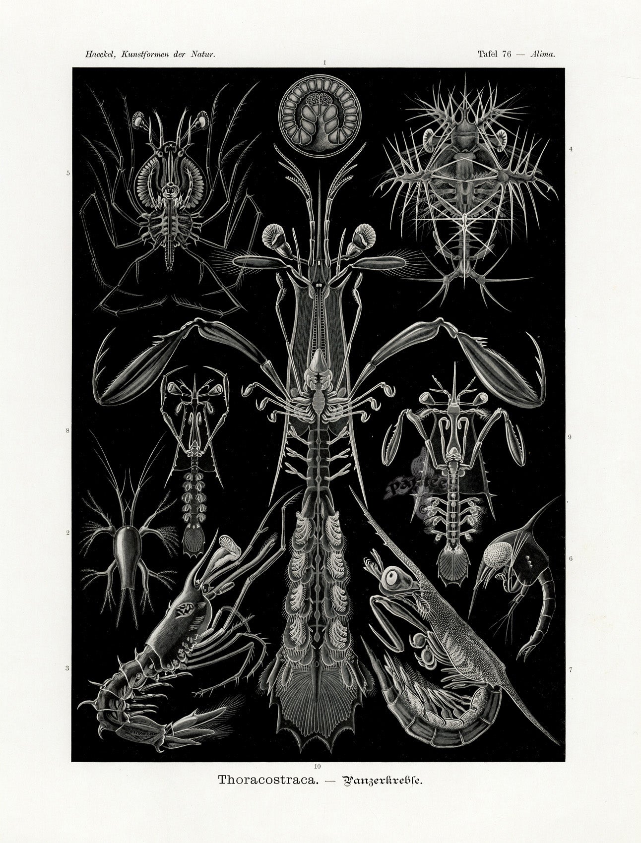Ernst Haeckel Marine Life Shells Shrimp