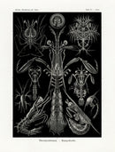 Ernst Haeckel Marine Life Shells Shrimp - Panteek Antique Prints