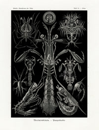 Ernst Haeckel Marine Life Shells Shrimp - Panteek Antique Prints