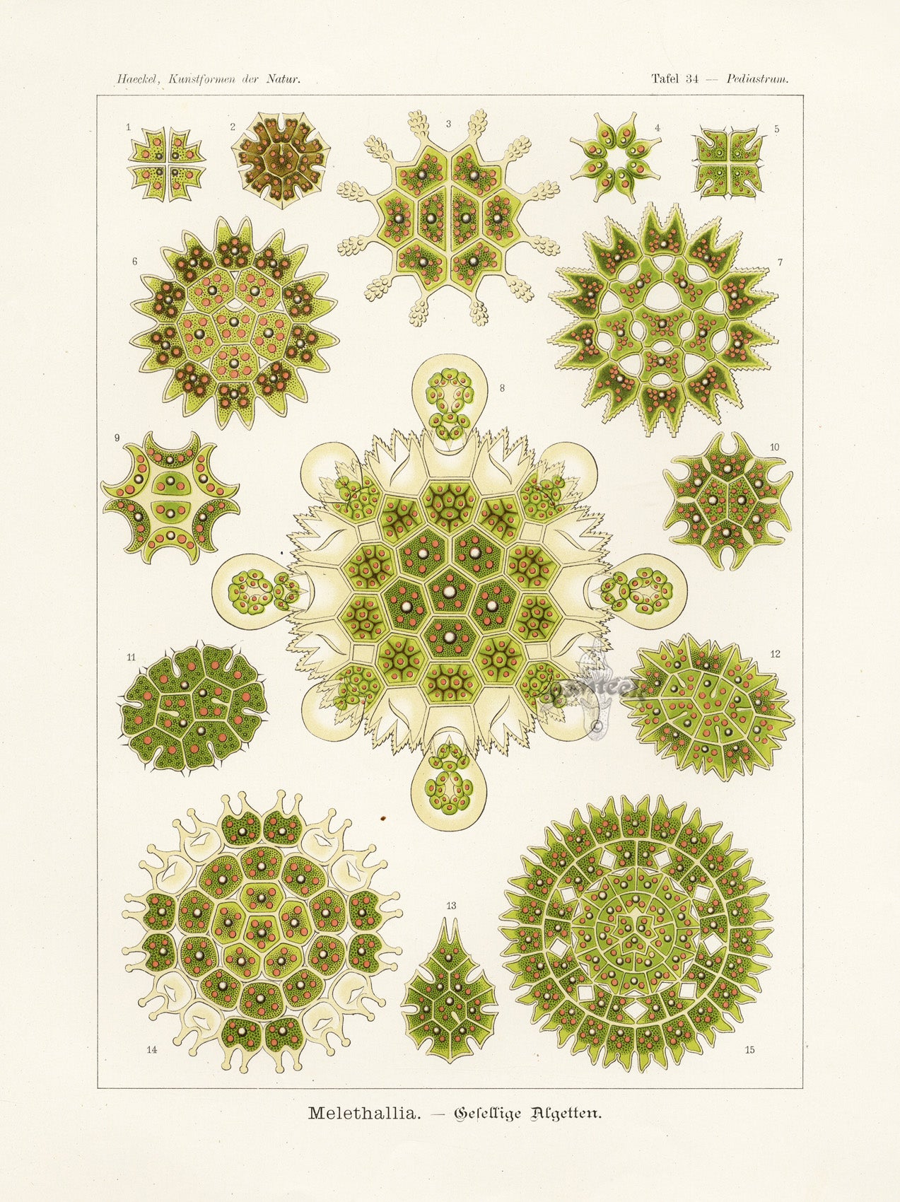 Ernst Haeckel Marine Life Shells Single Cell Algae