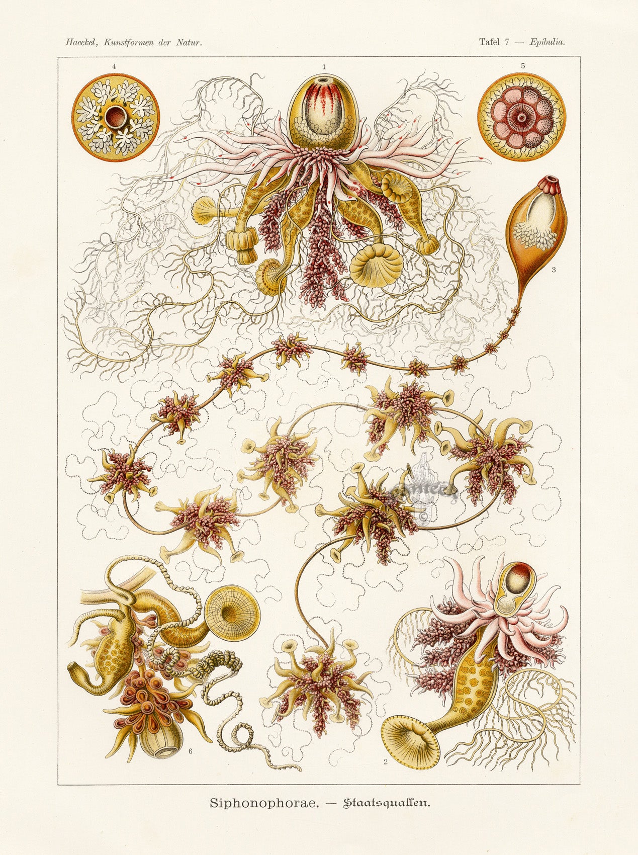 Ernst Haeckel Marine Life Shells Siphonophore