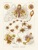 Ernst Haeckel Marine Life Shells Siphonophore - Panteek Antique Prints