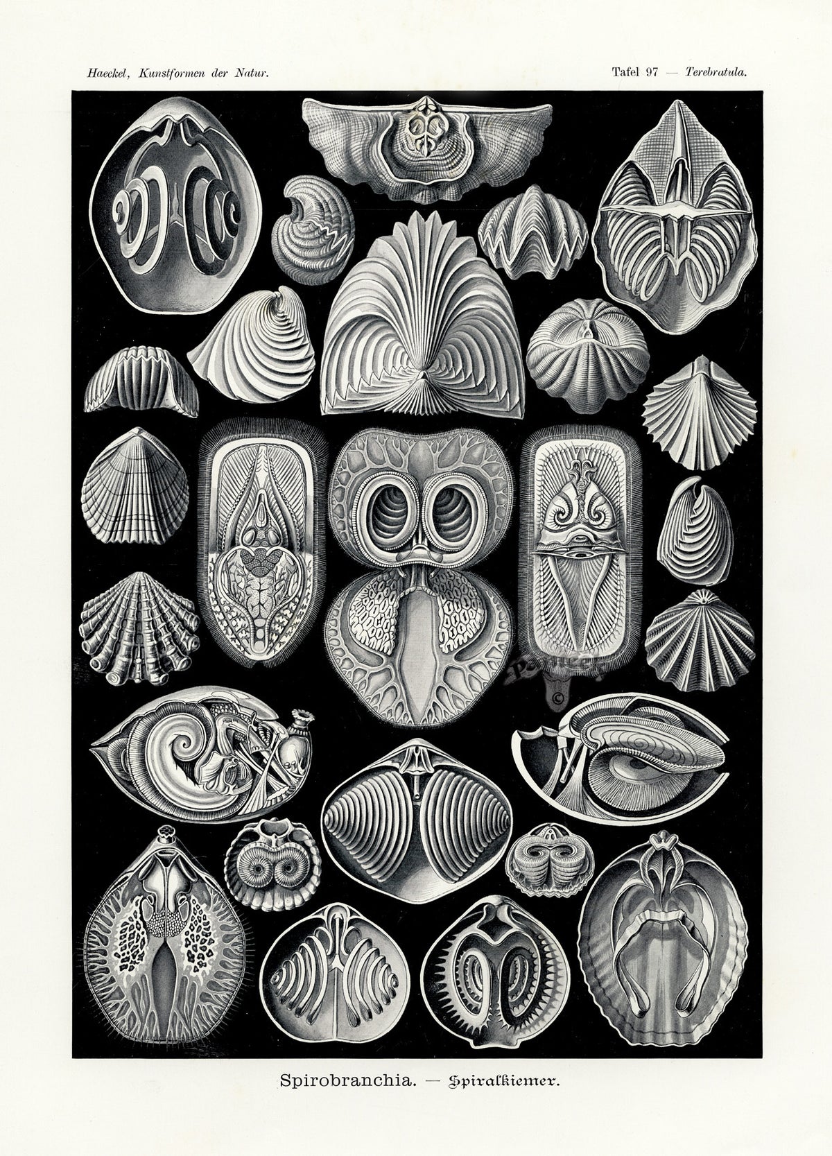 Ernst Haeckel Marine Life Shells Spirobranchia Shells | Panteek Antique ...