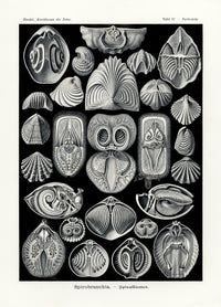 Ernst Haeckel Marine Life Shells Spirobranchia Shells - Panteek Antique Prints