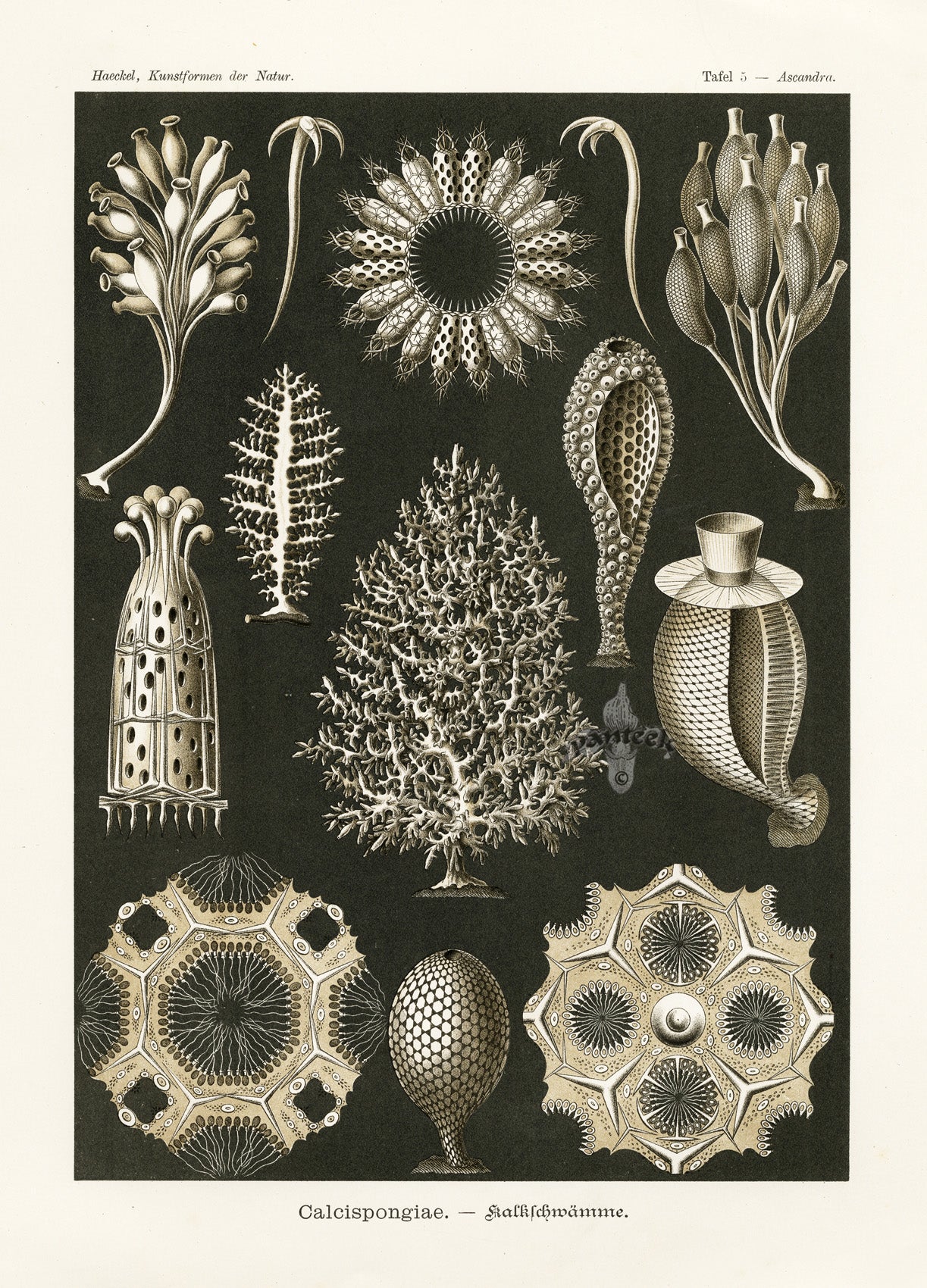 Ernst Haeckel Marine Life Shells Sponges