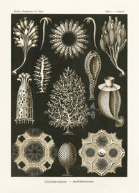 Ernst Haeckel Marine Life Shells Sponges - Panteek Antique Prints