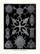 Ernst Haeckel Marine Life Shells Spumellaria - Panteek Antique Prints