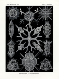 Ernst Haeckel Marine Life Shells Spumellaria - Panteek Antique Prints