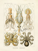 Ernst Haeckel Marine Life Shells Squid - Panteek Antique Prints