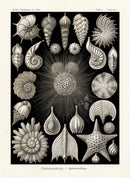 Ernst Haeckel Marine Life Shells Starfish - Panteek Antique Prints