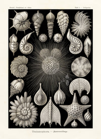 Ernst Haeckel Marine Life Shells Starfish - Panteek Antique Prints