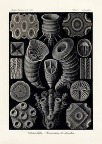 Ernst Haeckel Marine Life Shells Tetracoralla Corals - Panteek Antique Prints