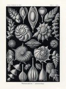 Ernst Haeckel Marine Life Shells Thalamophora Shells - Panteek Antique Prints