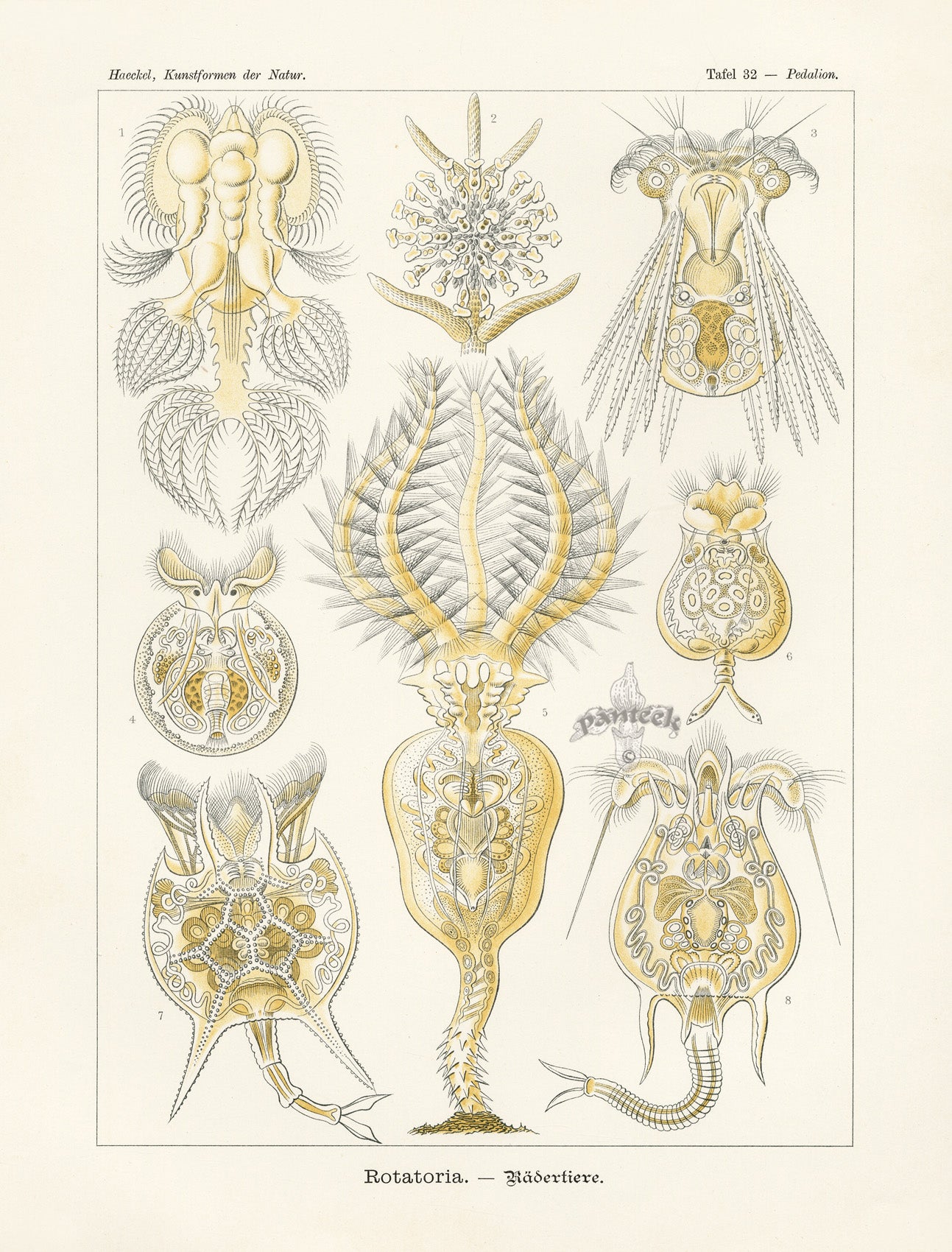 Ernst Haeckel Marine Life Shells Wheel Animalcules