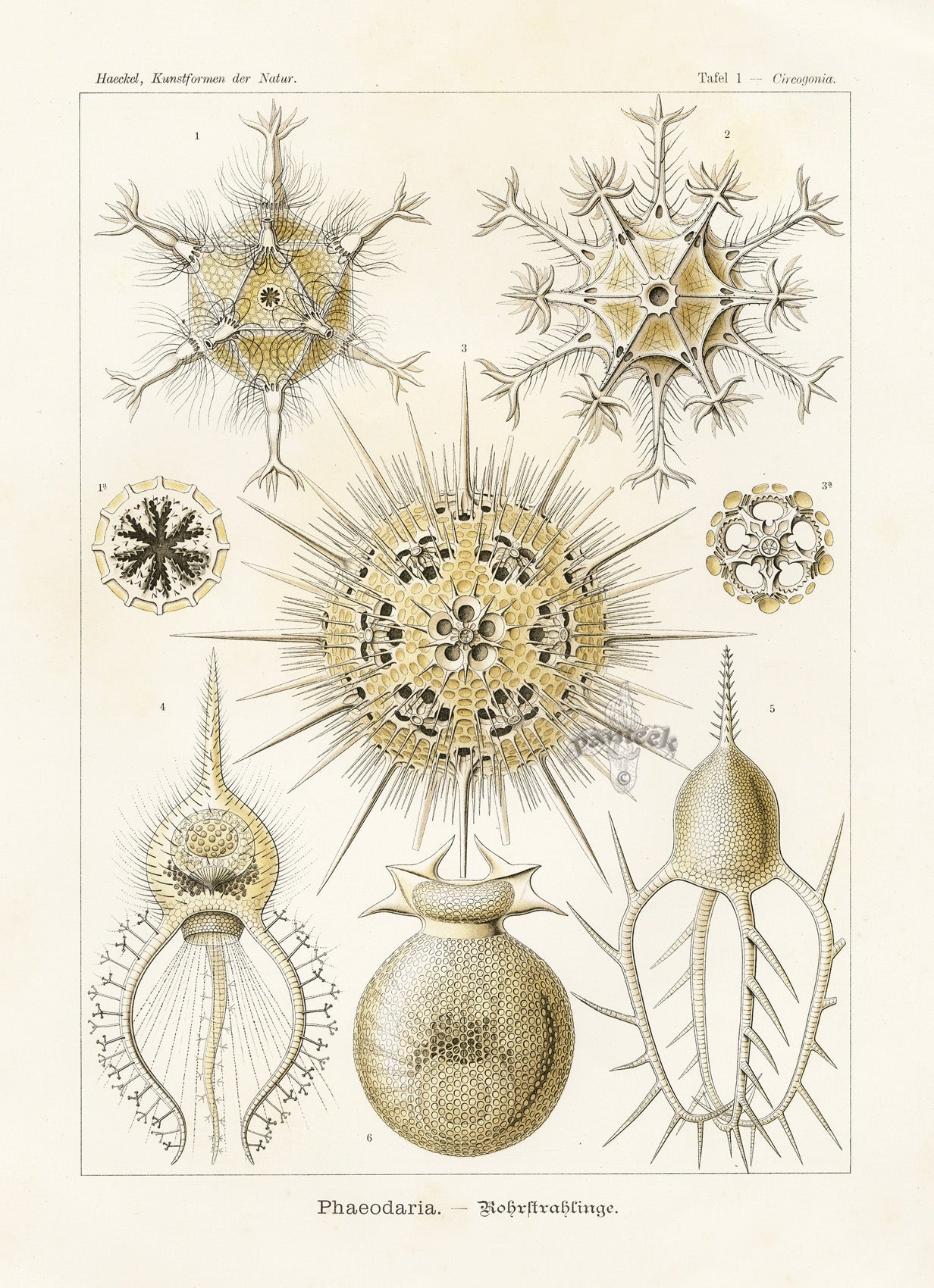 Ernst Haeckel Marine Life Shells Zooplankton