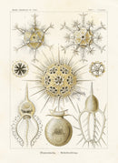 Ernst Haeckel Marine Life Shells Zooplankton - Panteek Antique Prints