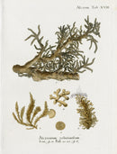 Esper Coral Antique Print Alcyonium - Panteek Antique Prints