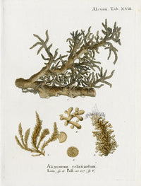 Esper Coral Antique Print Alcyonium - Panteek Antique Prints