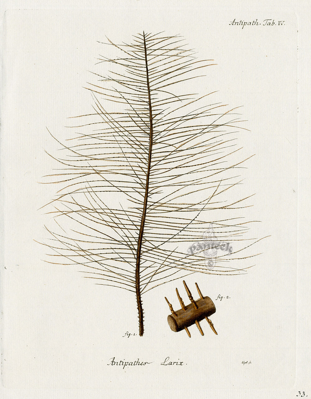 Esper Coral Antique Print Antipathes