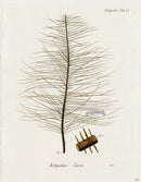 Esper Coral Antique Print Antipathes - Panteek Antique Prints