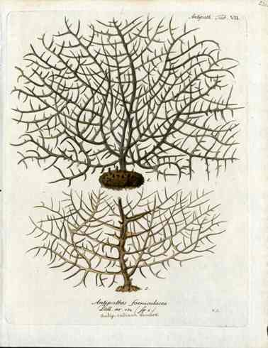 Esper Coral Antique Print Antipathes