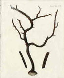 Esper Coral Antique Print Antipathes compressa - Panteek Antique Prints