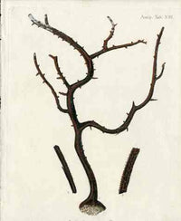 Esper Coral Antique Print Antipathes compressa - Panteek Antique Prints