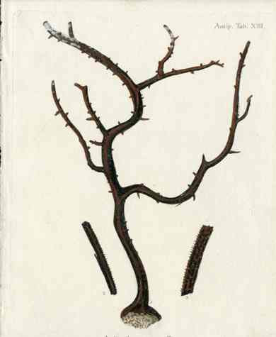 Esper Coral Antique Print Antipathes compressa