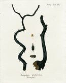 Esper Coral Antique Print Antipathes glaberrima - Panteek Antique Prints