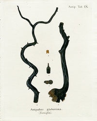 Esper Coral Antique Print Antipathes glaberrima - Panteek Antique Prints