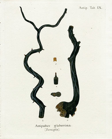 Esper Coral Antique Print Antipathes glaberrima