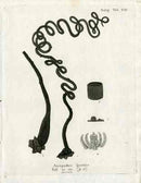 Esper Coral Antique Print Antipathes spiralis - Panteek Antique Prints