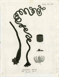 Esper Coral Antique Print Antipathes spiralis - Panteek Antique Prints