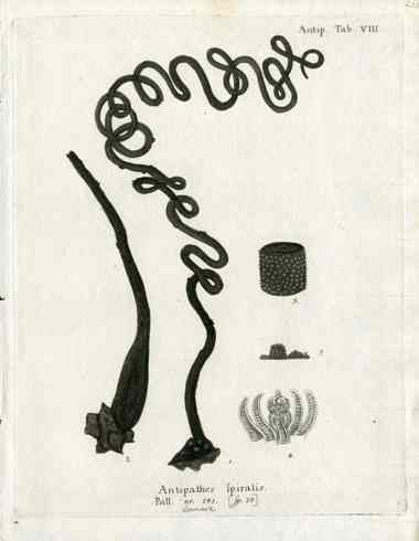 Esper Coral Antique Print Antipathes spiralis