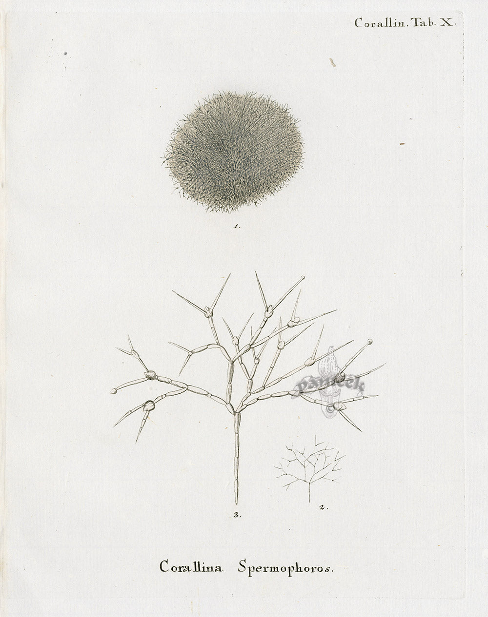 Esper Coral Antique Print Corallina