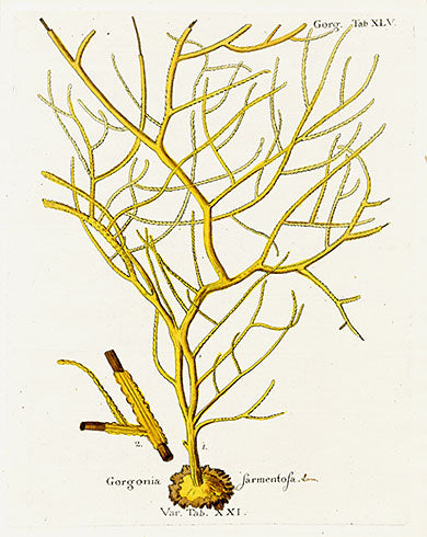 Esper Coral Antique Print Gorgonia