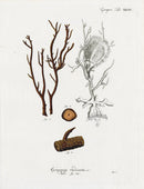 Esper Coral Antique Print Gorgonia radicata - Panteek Antique Prints