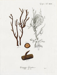 Esper Coral Antique Print Gorgonia radicata - Panteek Antique Prints