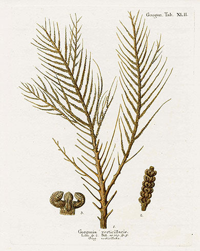 Esper Coral Antique Print Gorgonia verticillaris